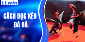 Cách Đọc Kèo Đá Gà Chuẩn Xác Từ A–Z Cho Người Mới