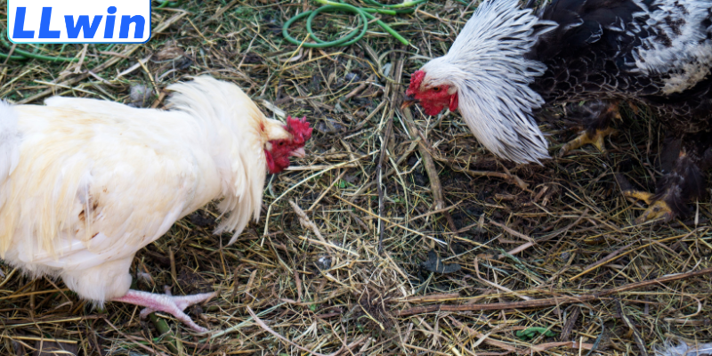 Cách Đọc Kèo Đá Gà Chuẩn Xác Từ A–Z Cho Người Mới 2 Ưu điểm khi nắm vững cách đọc kèo đá gà