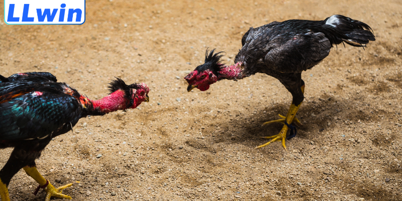 Cách Đọc Kèo Đá Gà Chuẩn Xác Từ A–Z Cho Người Mới 3 Bỏ túi bí quyết phân tích kèo đá gà