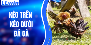 Kèo Trên Kèo Dưới Đá Gà – Cách Hiểu Đúng & Phân Tích Hiệu Quả