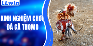 Kinh Nghiệm Chơi Đá Gà Thomo Chuẩn Xác Giúp Tối Ưu Hiệu Quả